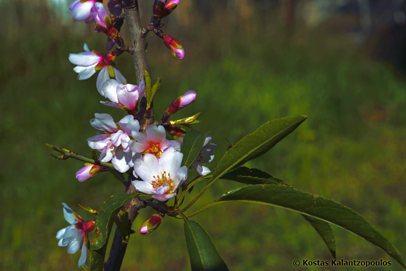 Almond Tree Blooms