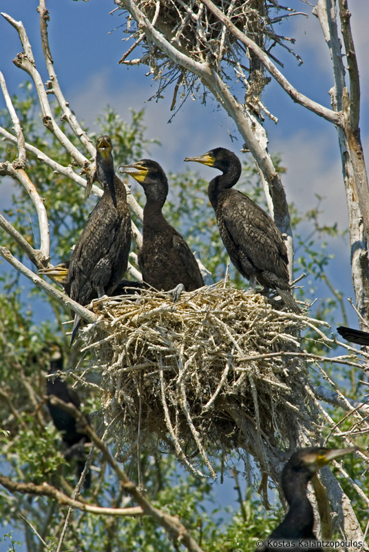 Cormorants