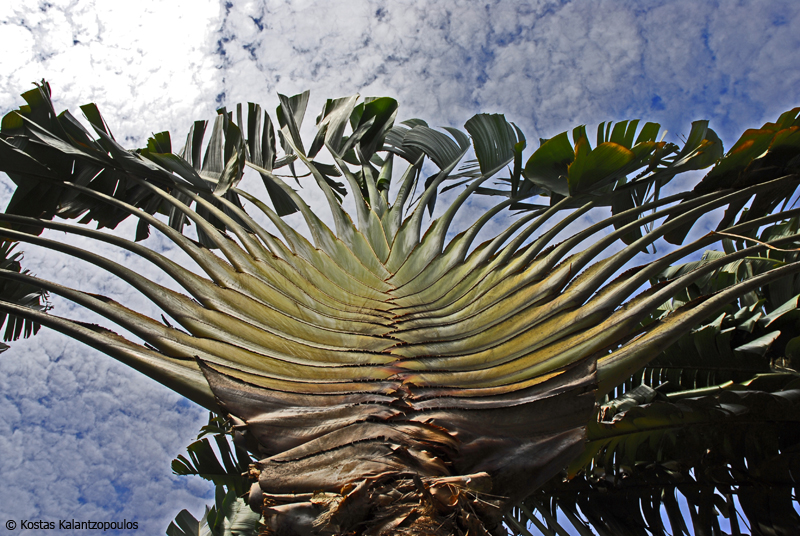 Palm Tree