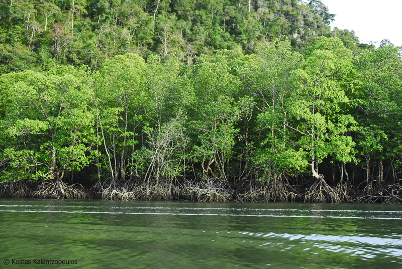 Mangrove