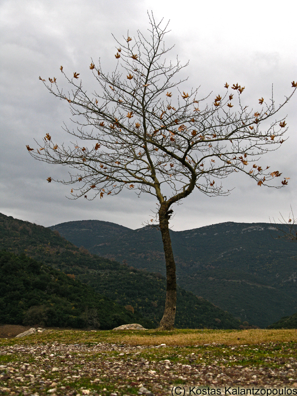 Lonely tree