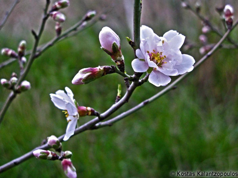 almond blooms