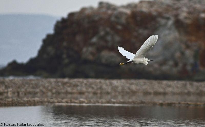 heron