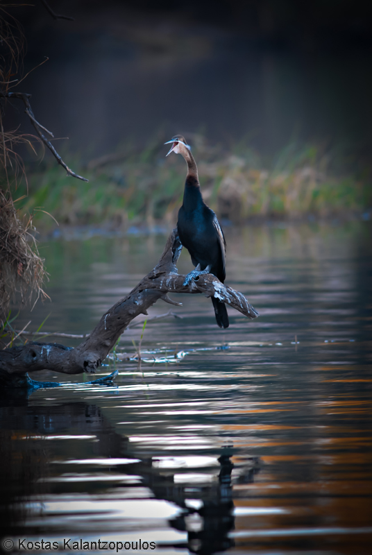 Cormorant
