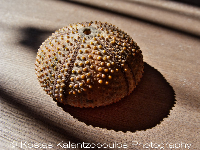 sea ​​urchin