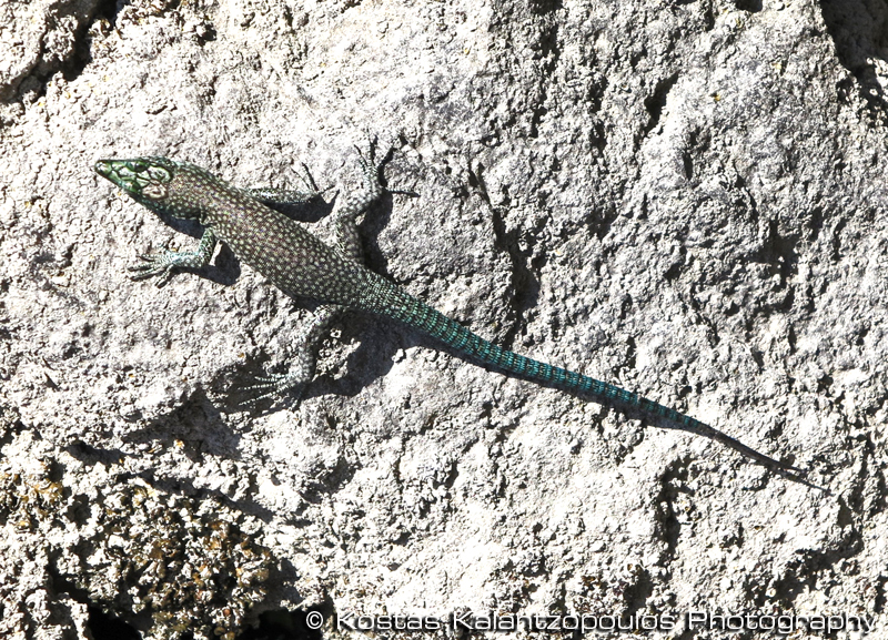 sharp-snouted rock lizard
