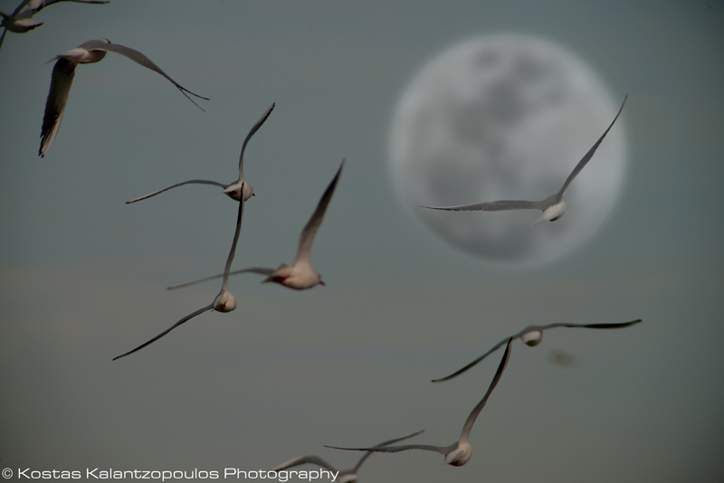 birds and moon