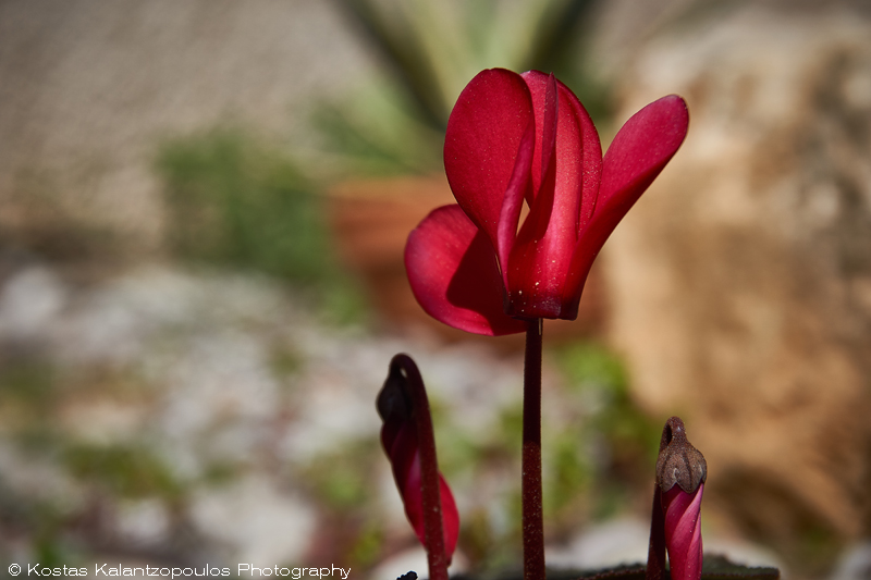 Cyclamen