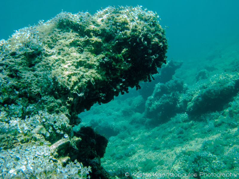 sea