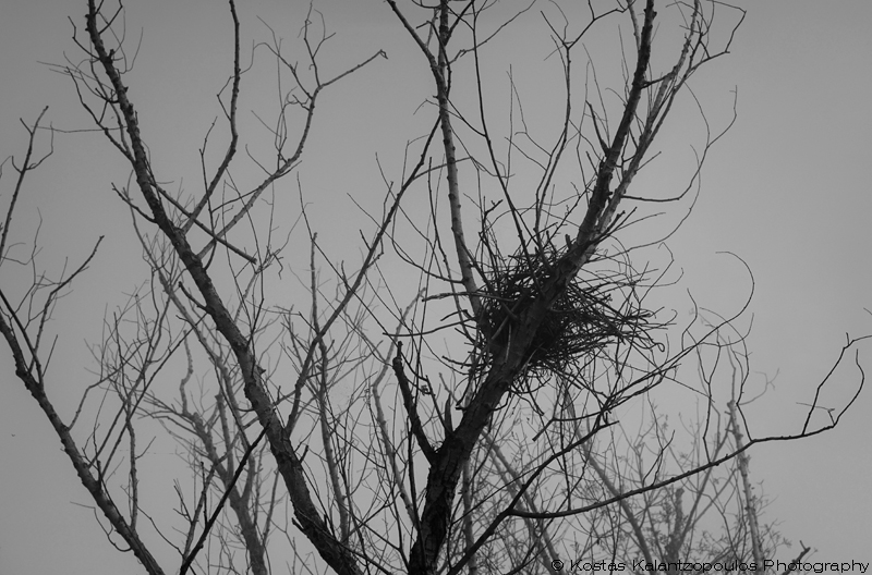 nest
