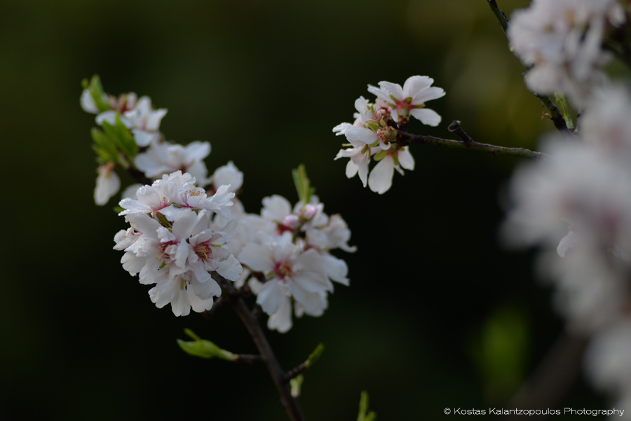 almond-tree